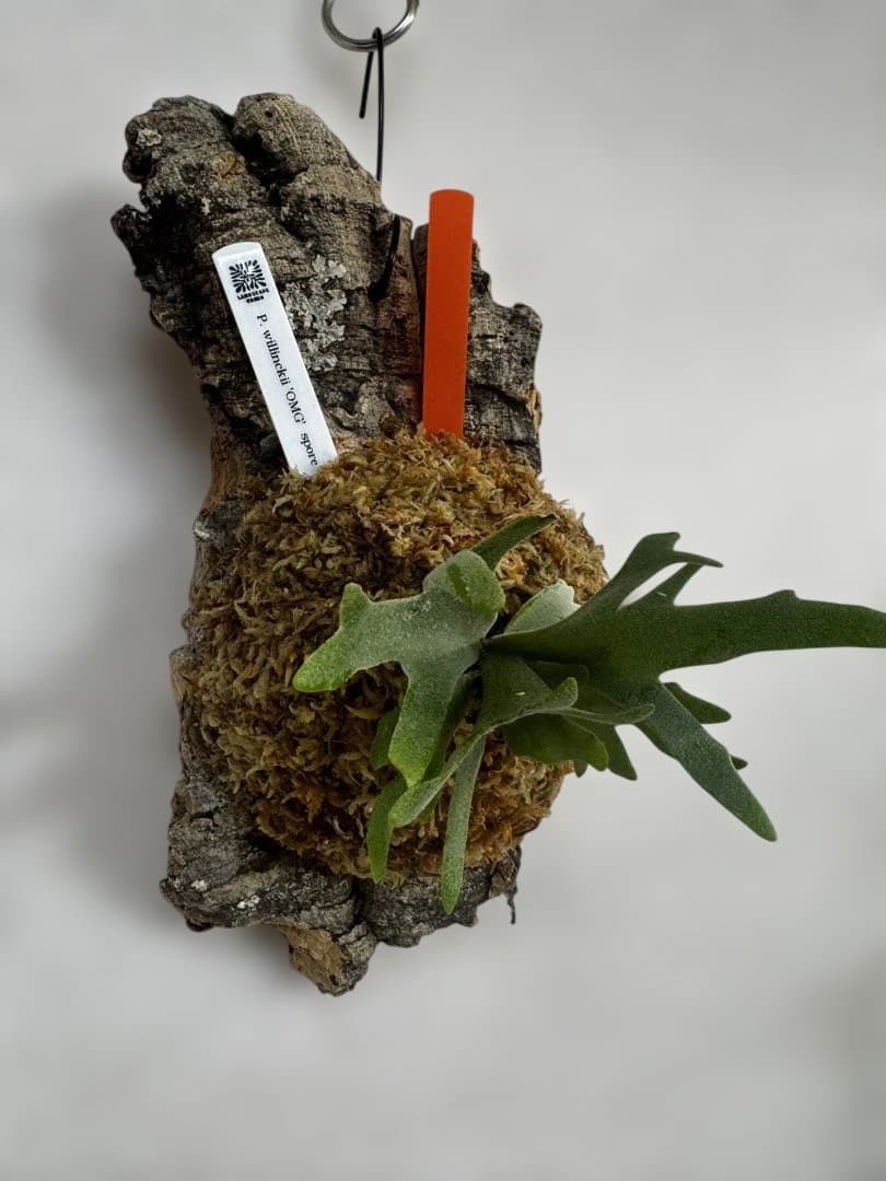 P. willinckii 'OMG'spore コルク　ビカクシダ　橙