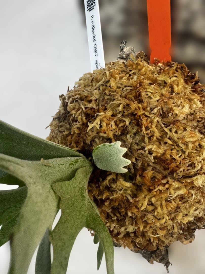 P. willinckii 'OMG'spore コルク　ビカクシダ　橙