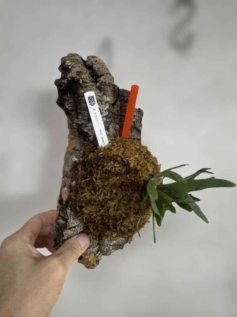 P. willinckii 'OMG'spore コルク　ビカクシダ　橙