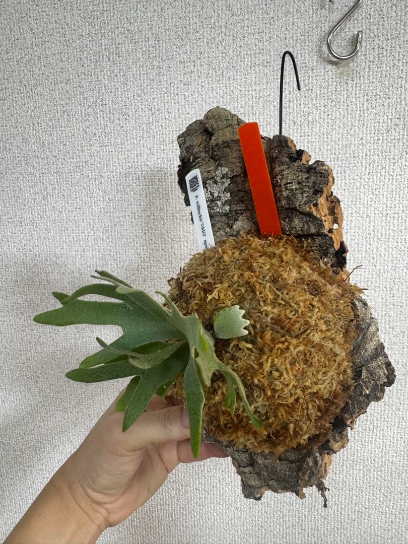 P. willinckii 'OMG'spore コルク　ビカクシダ　橙