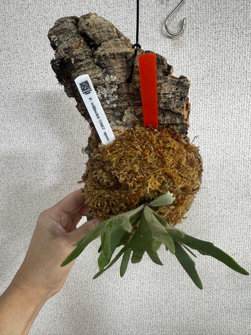 P. willinckii 'OMG'spore コルク　ビカクシダ　橙