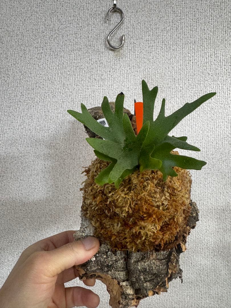 P. willinckii 'OMG'spore コルク　ビカクシダ　橙