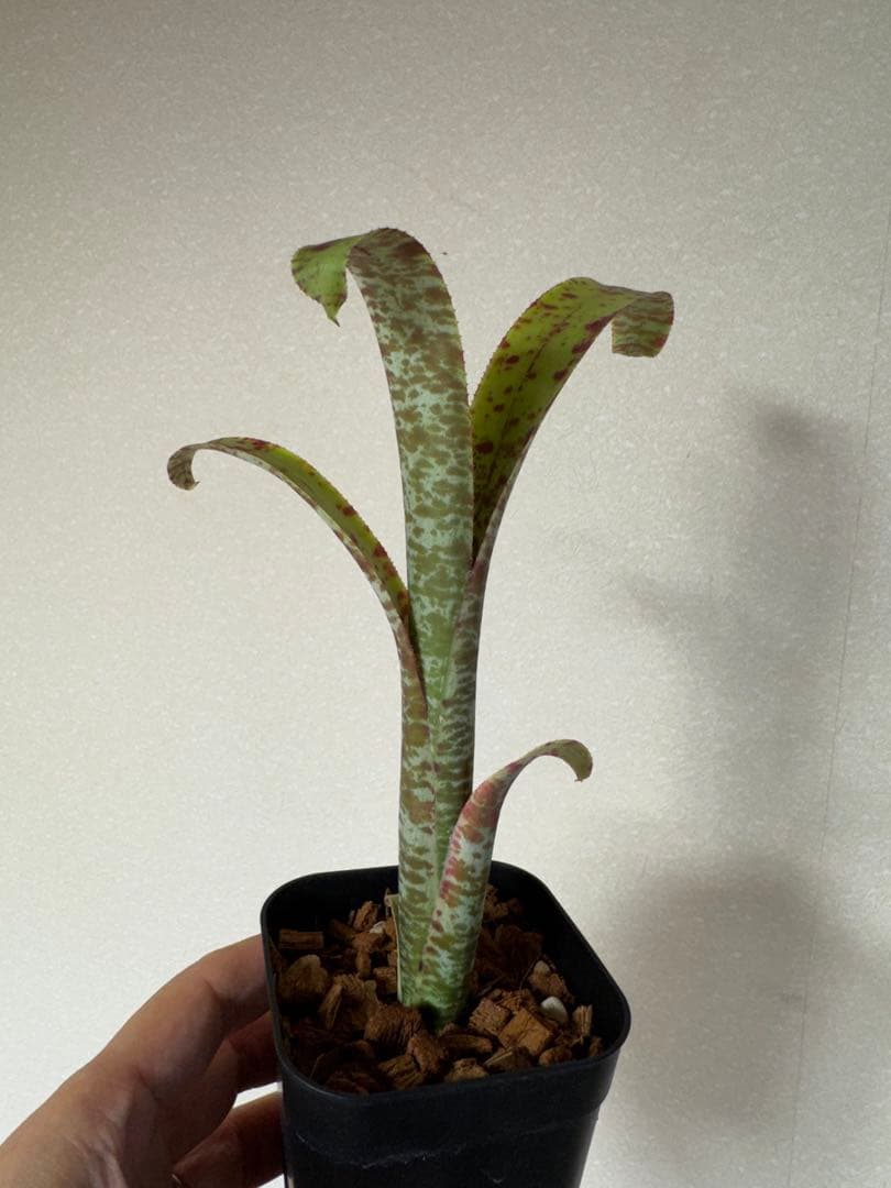 ケスネリア　マルモラータ　ティムプローマン　子株発根済　タンクブロメリア