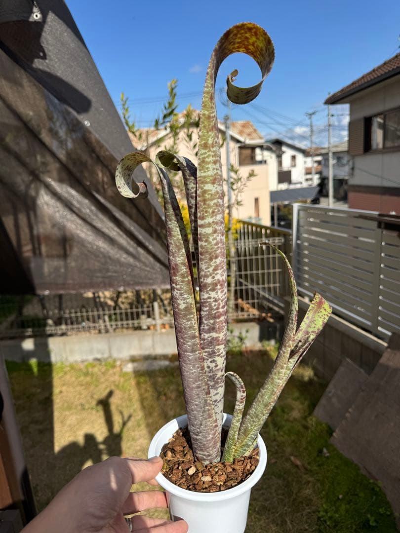 ケスネリア　マルモラータ　ティムプローマン　子株発根済　タンクブロメリア