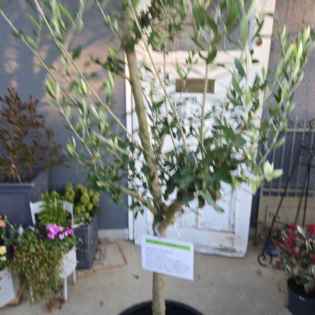 ④　オリーブの木　『コロネイキ』　15号　特大苗木最高等級　極上品‼️