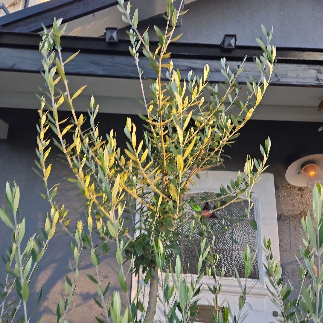 ④　オリーブの木　『コロネイキ』　15号　特大苗木最高等級　極上品‼️