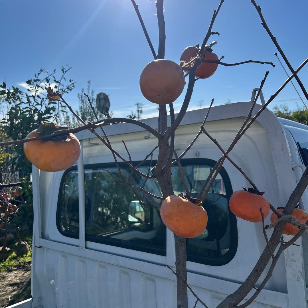 柿の木 オレンジ果実 根鉢付き　富有柿　120センチ