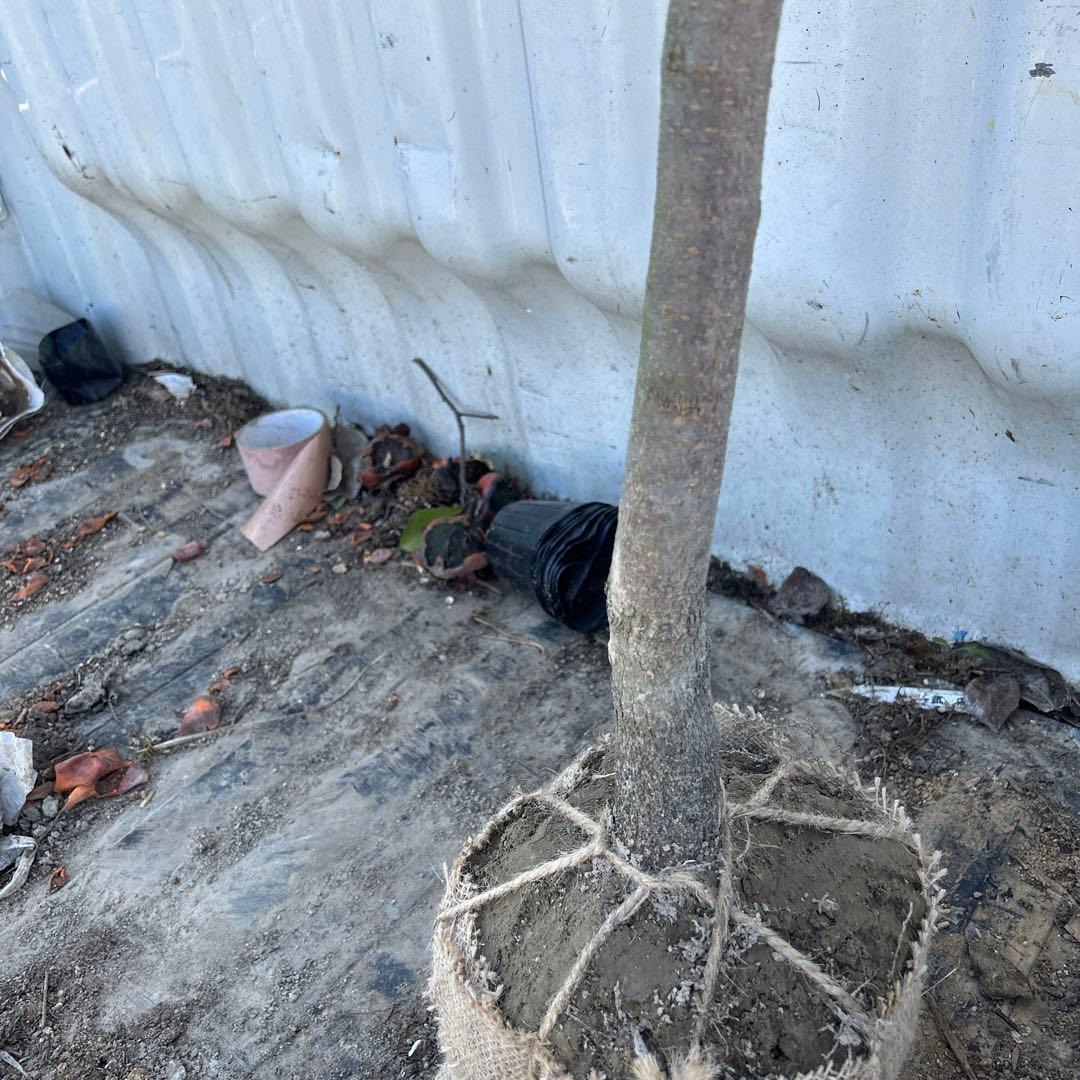 柿の木 オレンジ果実 根鉢付き　富有柿　120センチ