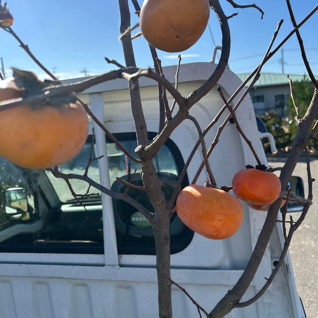 柿の木 オレンジ果実 根鉢付き　富有柿　120センチ