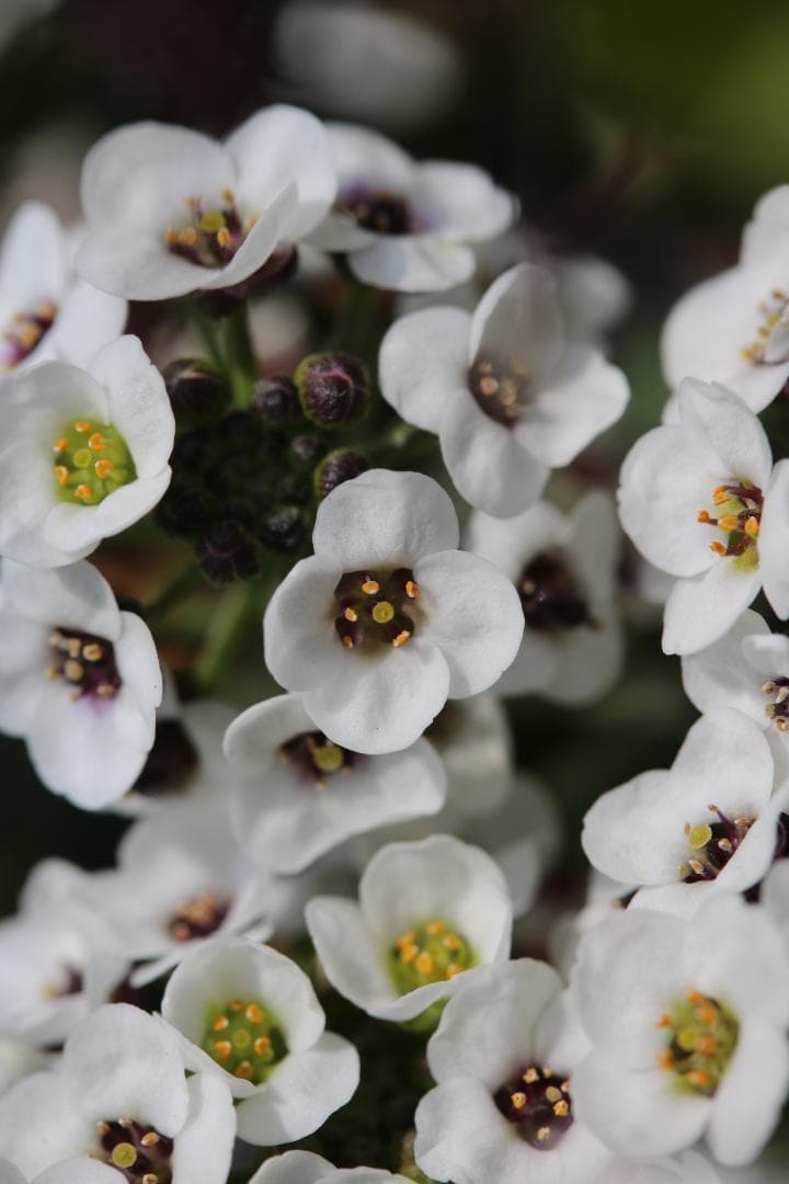 魅惑の単焦点マクロ☆Canon EF-S 60mm F2.8 USM
