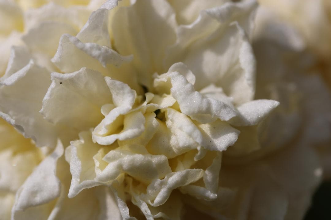 魅惑の単焦点マクロ☆Canon EF-S 60mm F2.8 USM