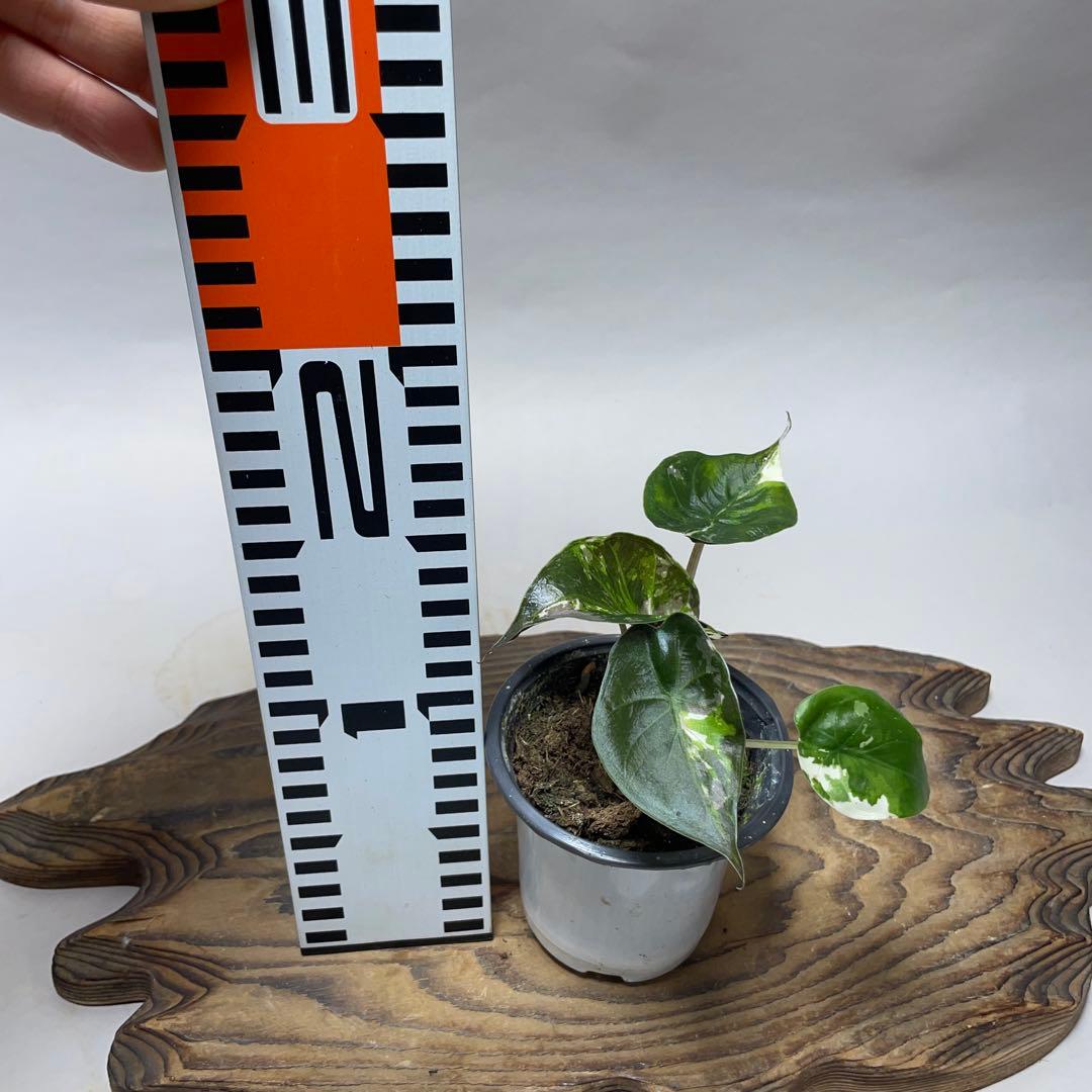 m*u様 q180 アロカシア ウェンティ ピンク斑入り