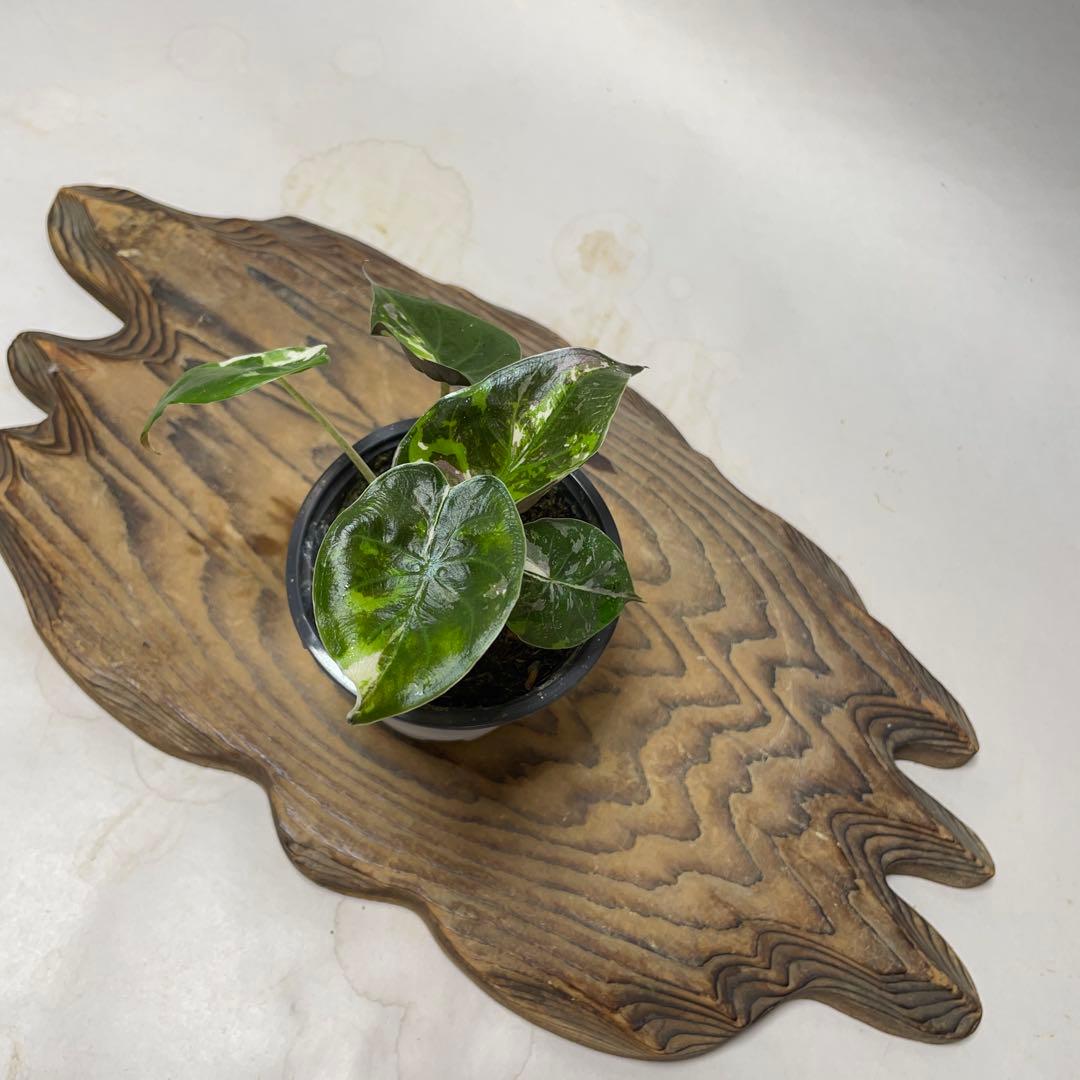 m*u様 q180 アロカシア ウェンティ ピンク斑入り