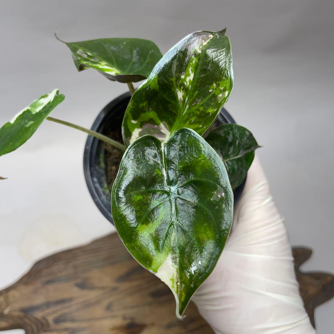 m*u様 q180 アロカシア ウェンティ ピンク斑入り