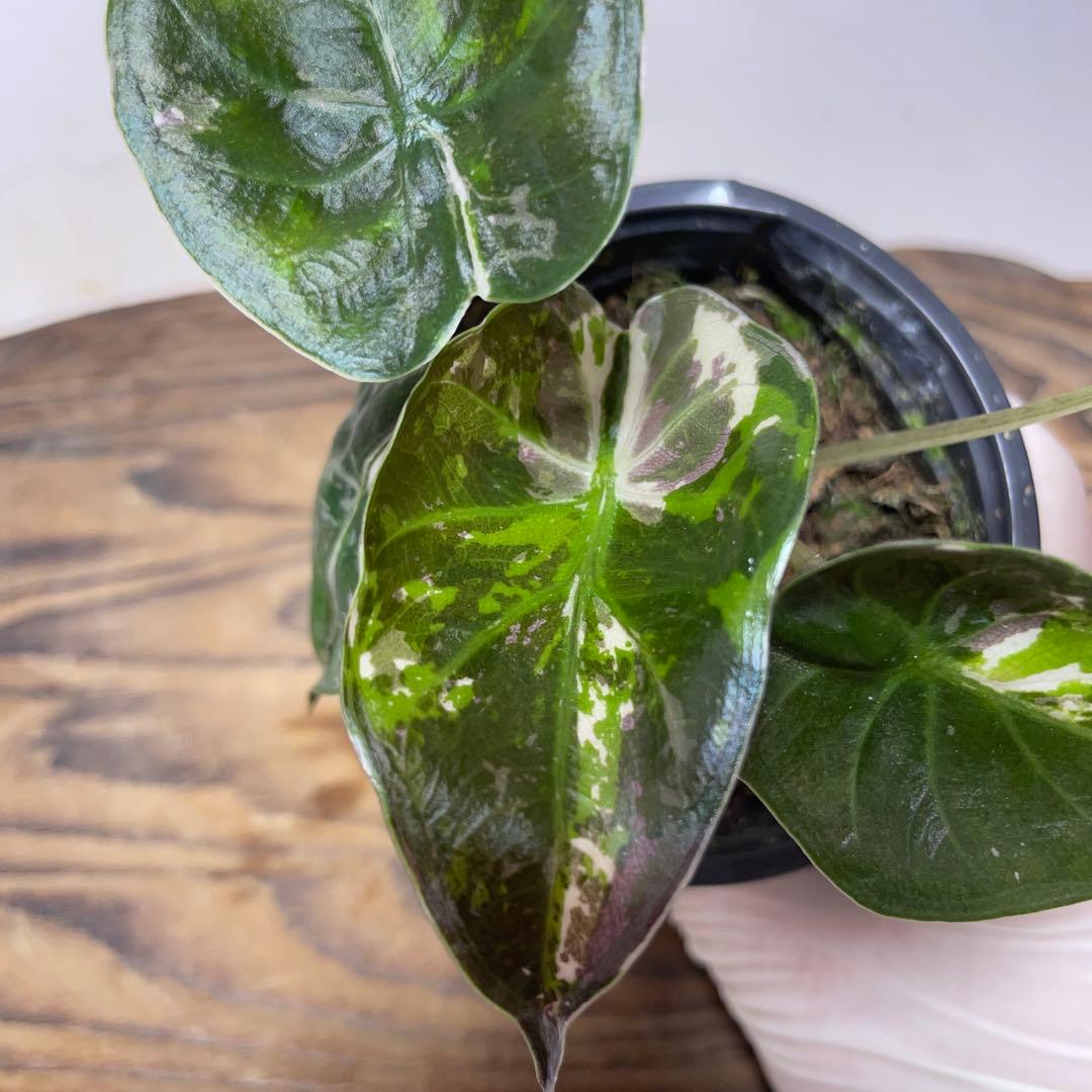 m*u様 q180 アロカシア ウェンティ ピンク斑入り