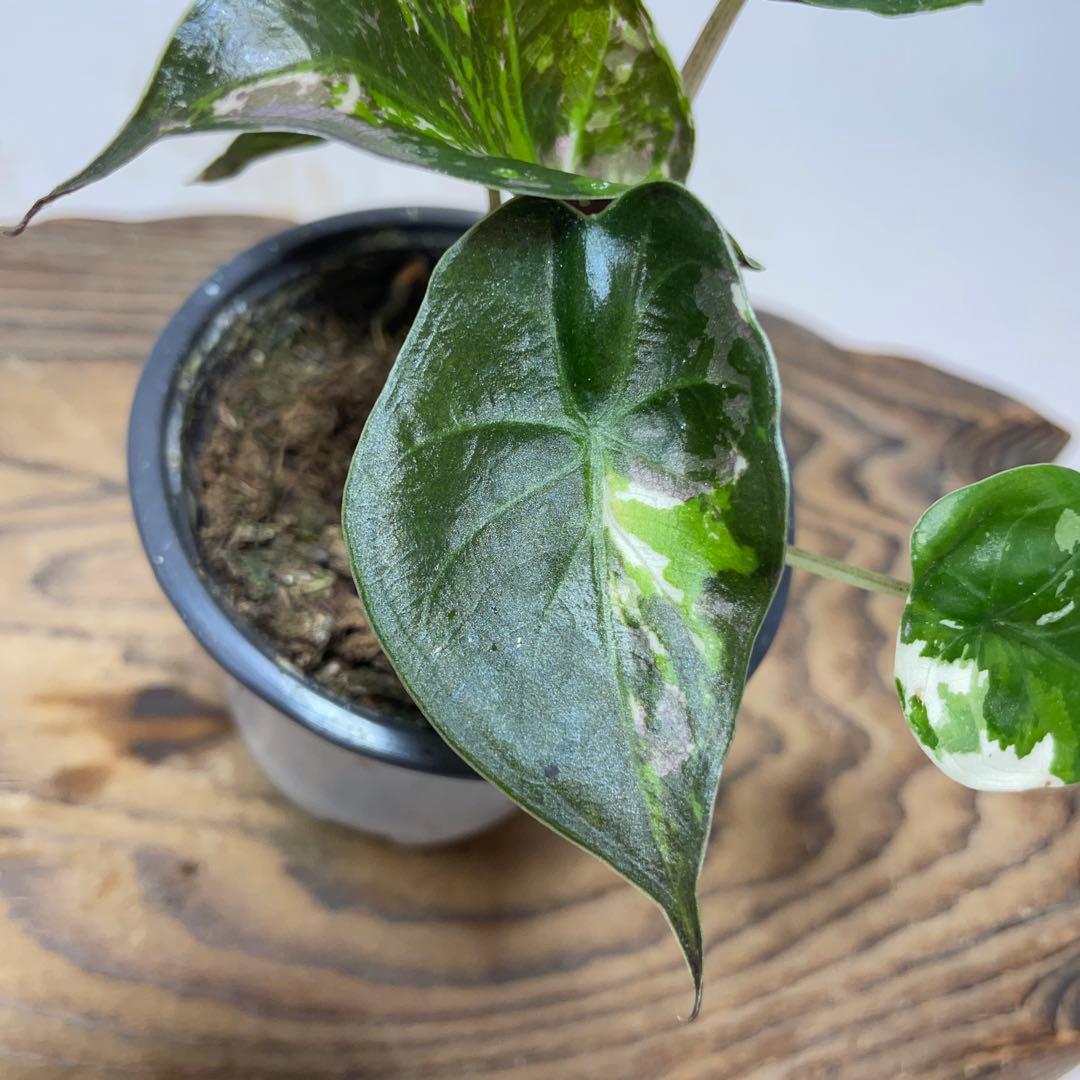 m*u様 q180 アロカシア ウェンティ ピンク斑入り