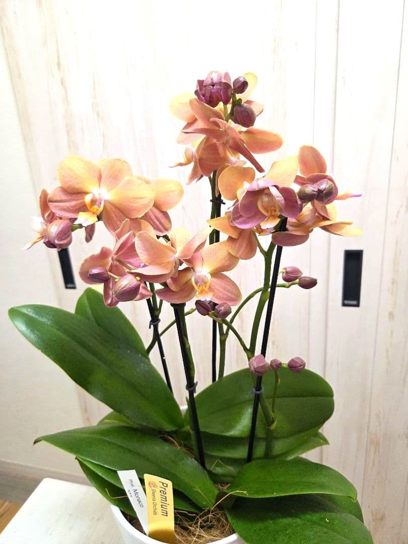 良品株⭐️希少⭐️ミディ胡蝶蘭⭐️モナコ⭐️1鉢