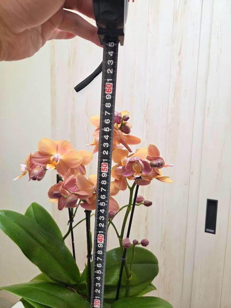 良品株⭐️希少⭐️ミディ胡蝶蘭⭐️モナコ⭐️1鉢