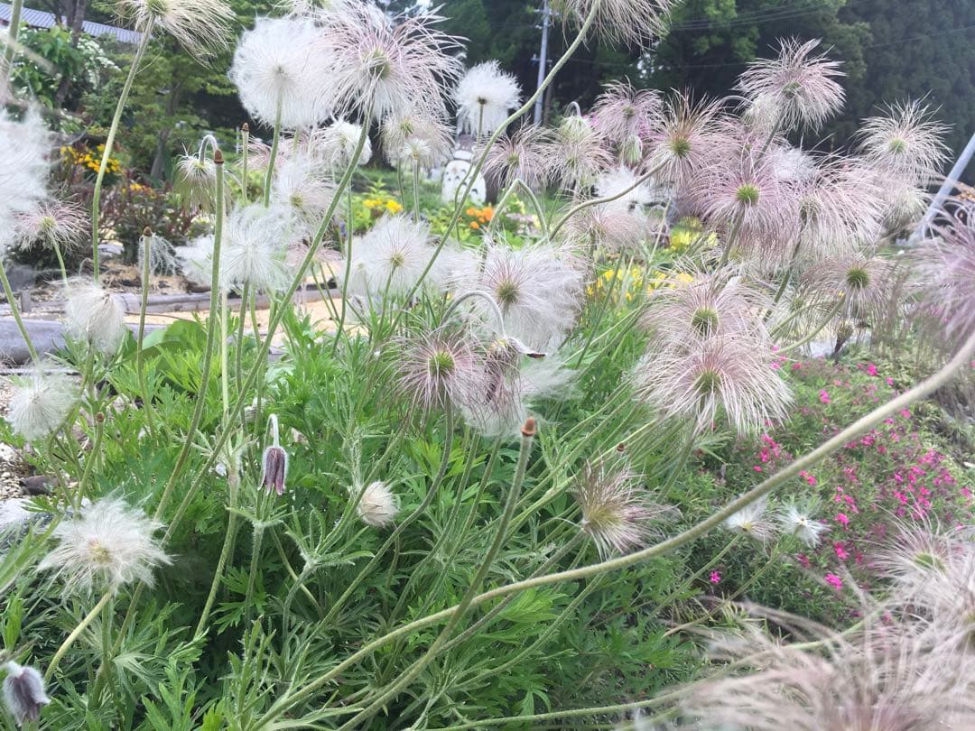 大きい株ニホンオキナグサ　100サイズいっぱい！日本翁草