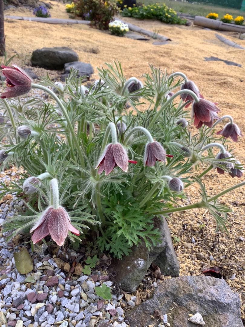 大きい株ニホンオキナグサ　100サイズいっぱい！日本翁草