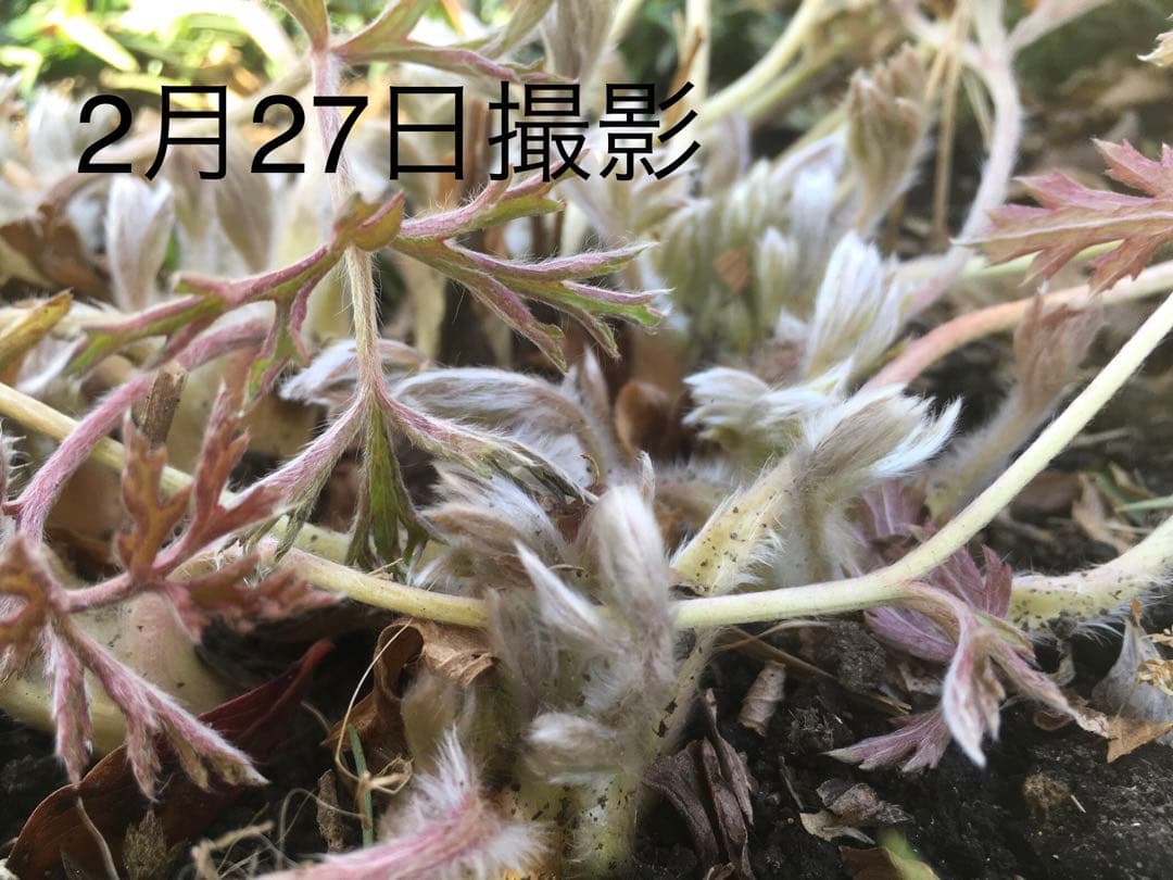 大きい株ニホンオキナグサ　100サイズいっぱい！日本翁草
