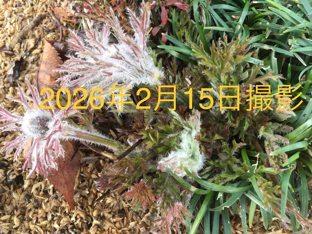 大きい株ニホンオキナグサ　100サイズいっぱい！日本翁草