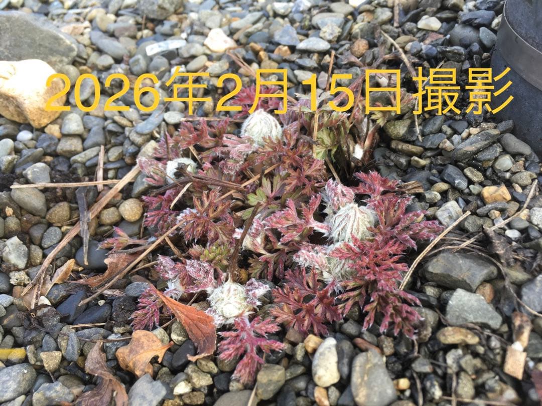 大きい株ニホンオキナグサ　100サイズいっぱい！日本翁草