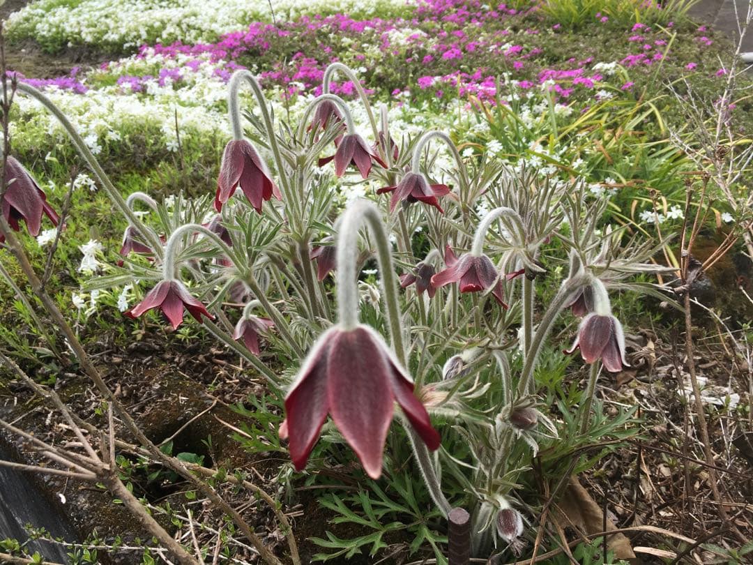 大きい株ニホンオキナグサ　100サイズいっぱい！日本翁草