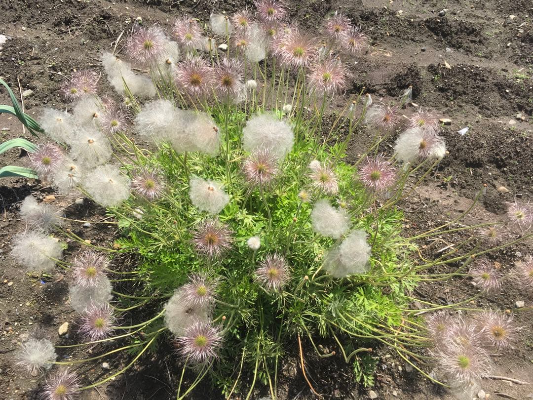 大きい株ニホンオキナグサ　100サイズいっぱい！日本翁草