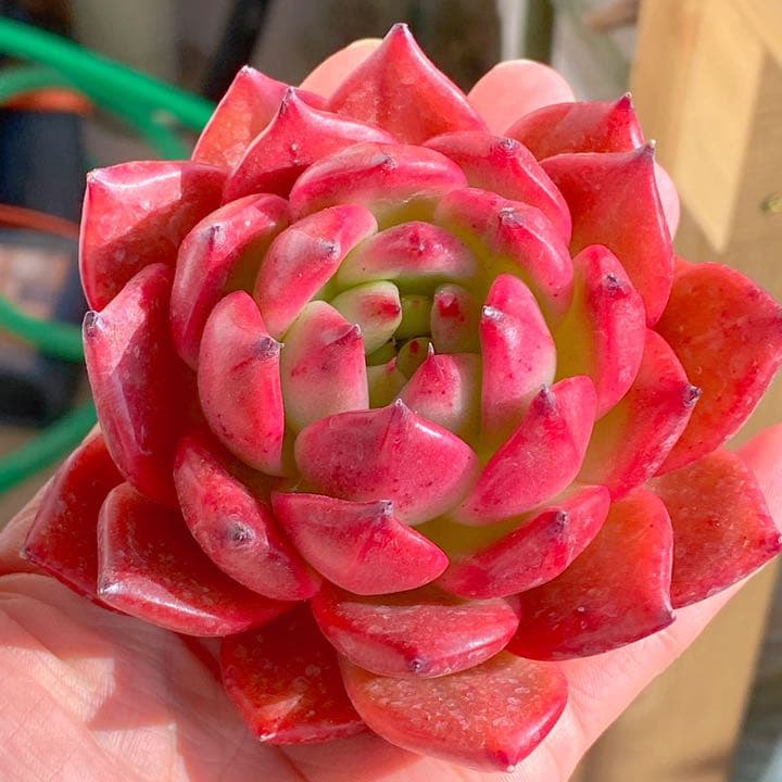 どっしり鮮やか！　アメストロ②