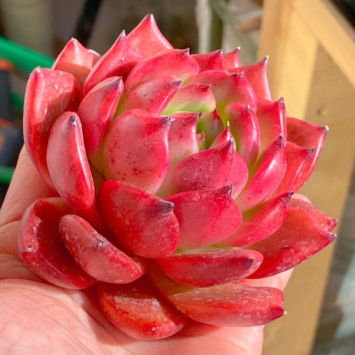 どっしり鮮やか！　アメストロ②