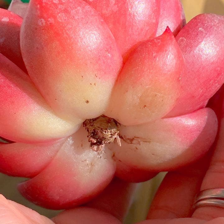 どっしり鮮やか！　アメストロ②