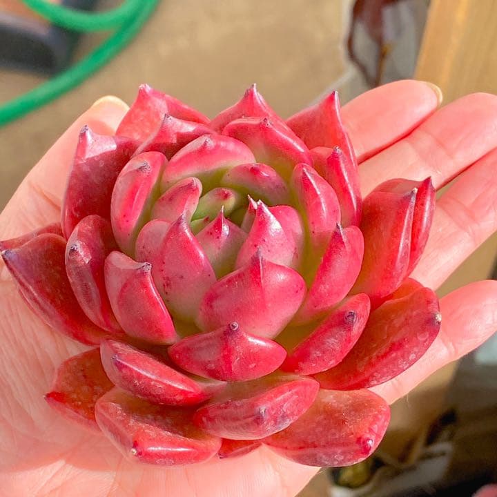 どっしり鮮やか！　アメストロ②