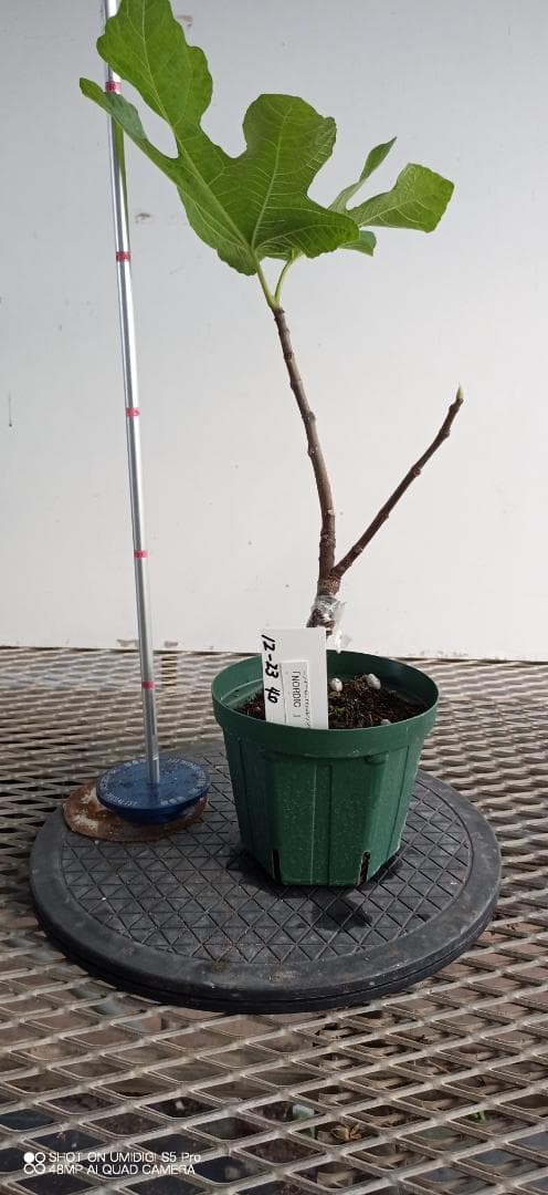 イチジク苗木　「　NORDIC　」12-23