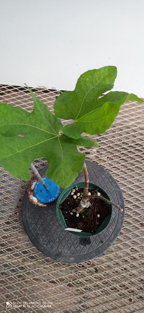 イチジク苗木　「　NORDIC　」12-23