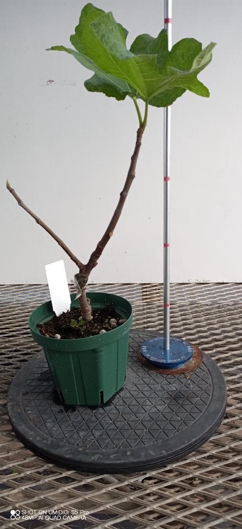 イチジク苗木　「　NORDIC　」12-23