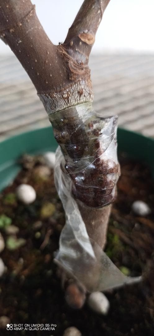 イチジク苗木　「　NORDIC　」12-23