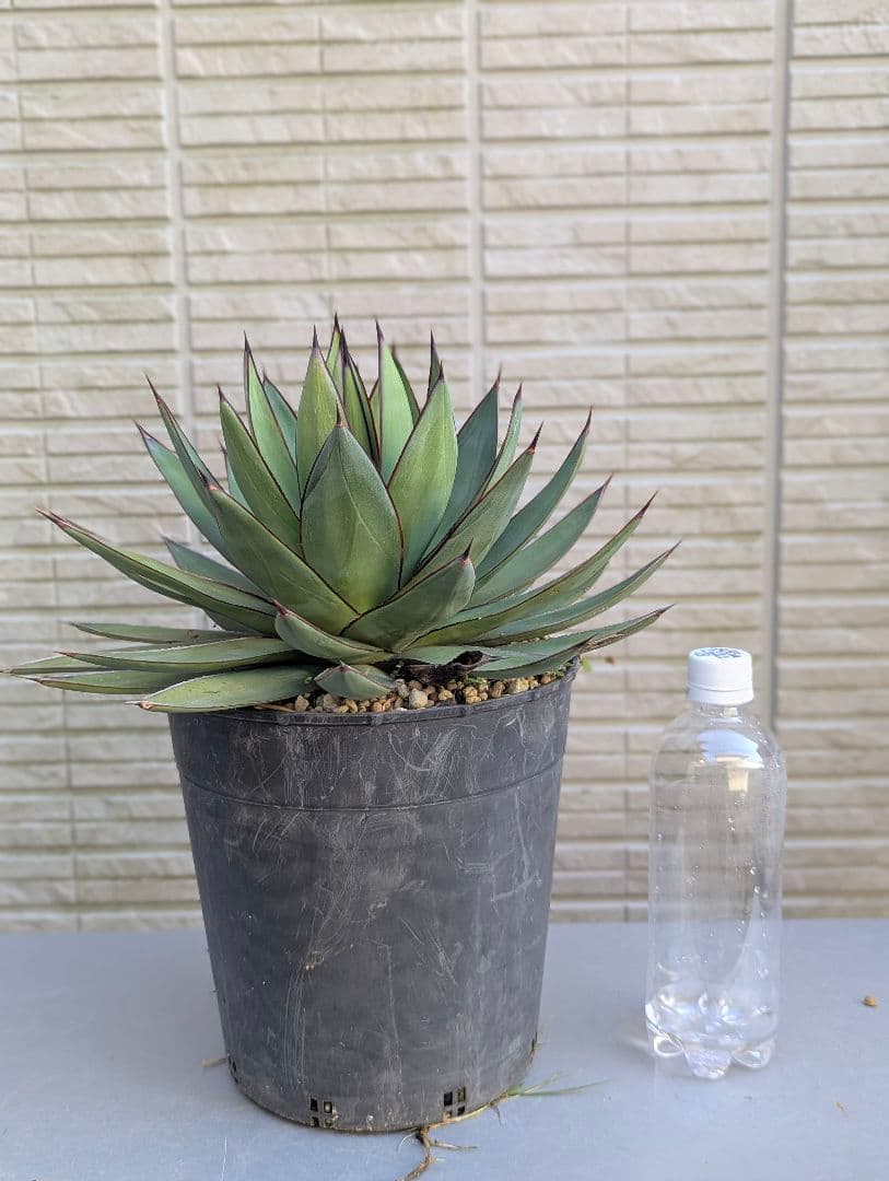 アガベ ロマニー 中株 抜き苗