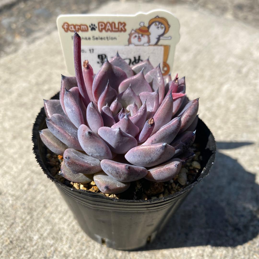 多肉植物　墨こつめ　札付き　ポットごと　ファームパルク