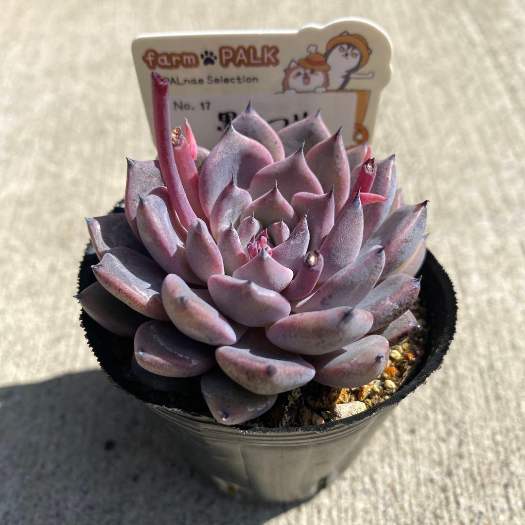 多肉植物　墨こつめ　札付き　ポットごと　ファームパルク