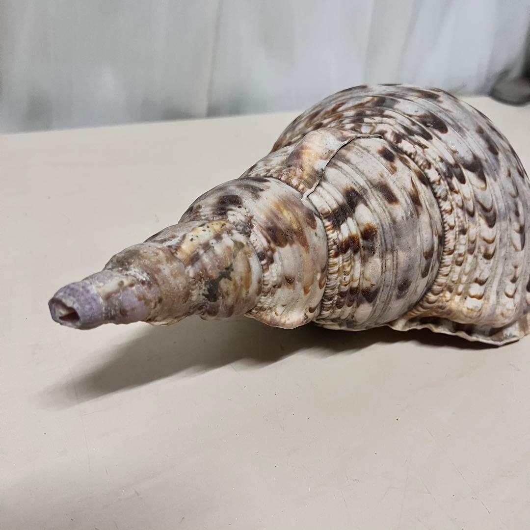 ほら貝 法螺貝 天然 約35cm 貝殻 インテリア アート