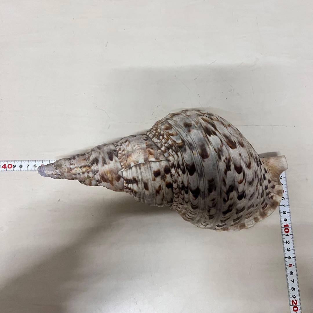 ほら貝 法螺貝 天然 約35cm 貝殻 インテリア アート