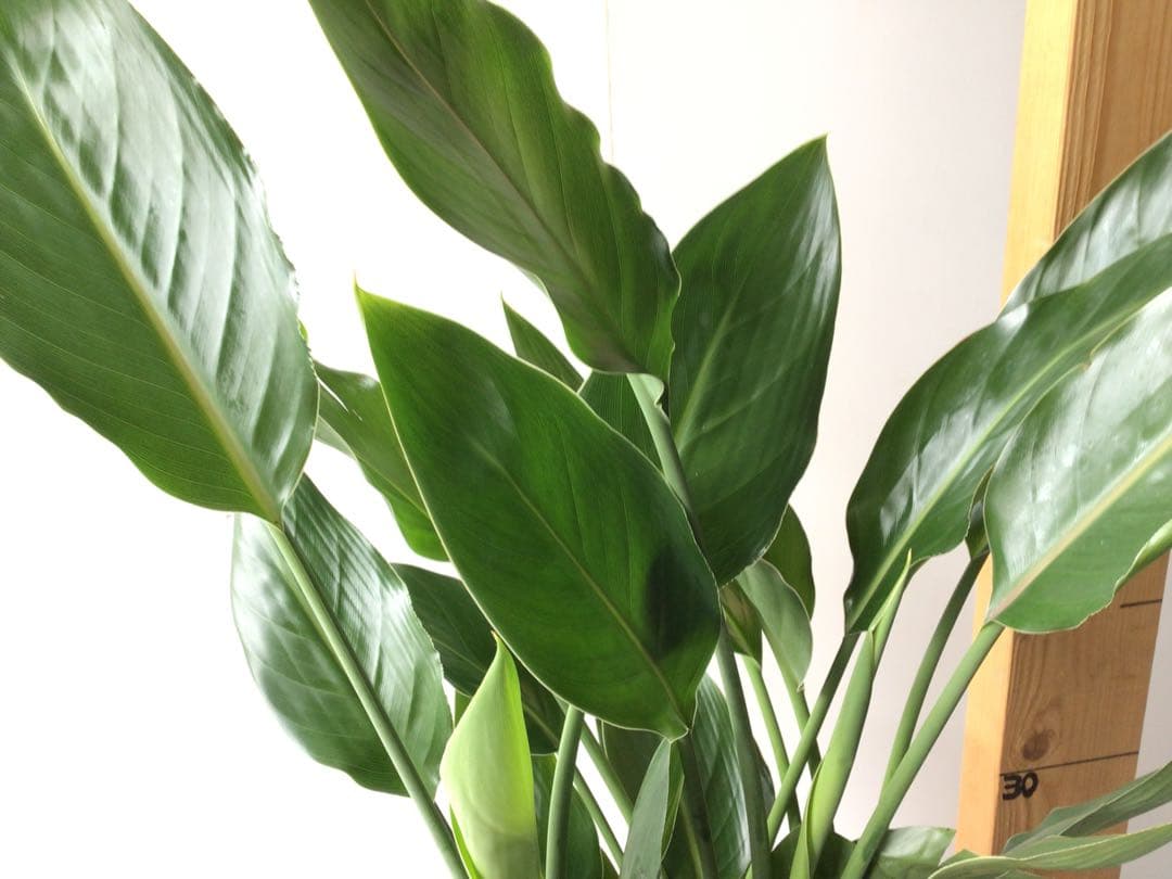 ①高さ約80㎝4株入りコンパクトタイプのストレッチア・レギネ極楽鳥花