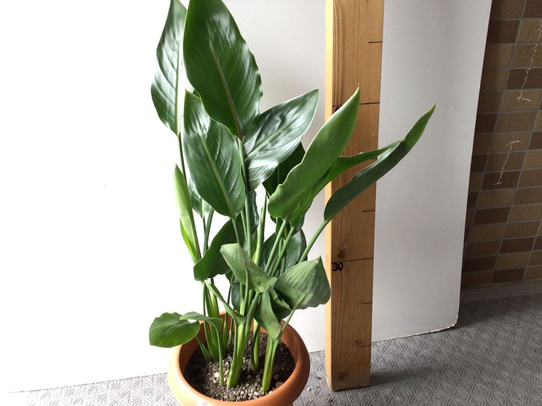 ①高さ約80㎝4株入りコンパクトタイプのストレッチア・レギネ極楽鳥花