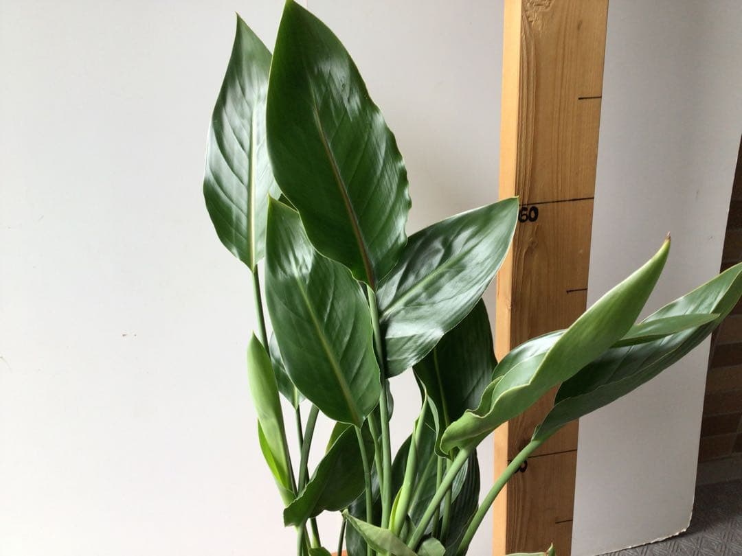 ①高さ約80㎝4株入りコンパクトタイプのストレッチア・レギネ極楽鳥花