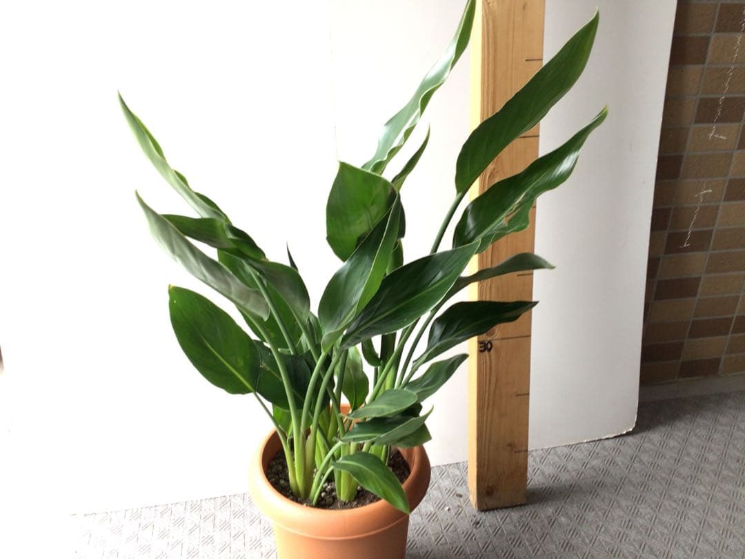 ①高さ約80㎝4株入りコンパクトタイプのストレッチア・レギネ極楽鳥花