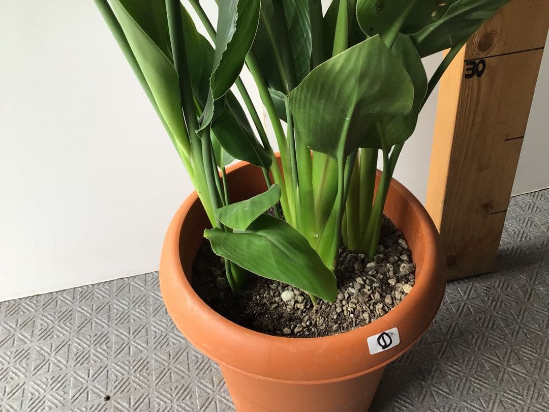 ①高さ約80㎝4株入りコンパクトタイプのストレッチア・レギネ極楽鳥花