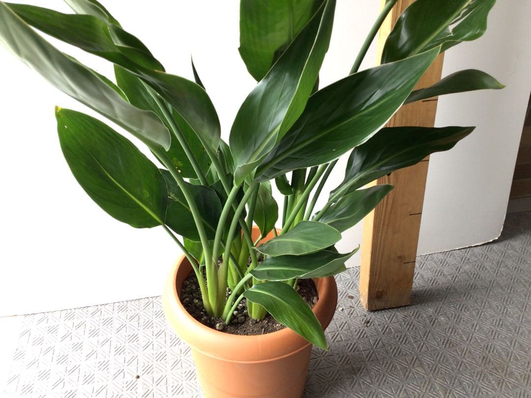 ①高さ約80㎝4株入りコンパクトタイプのストレッチア・レギネ極楽鳥花