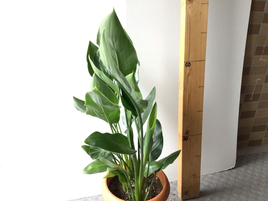 ①高さ約80㎝4株入りコンパクトタイプのストレッチア・レギネ極楽鳥花