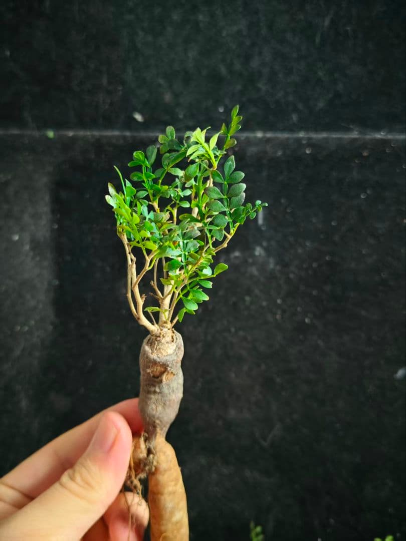 T*C様 オペルクリカリア パキプス／Operculicarya pachypu